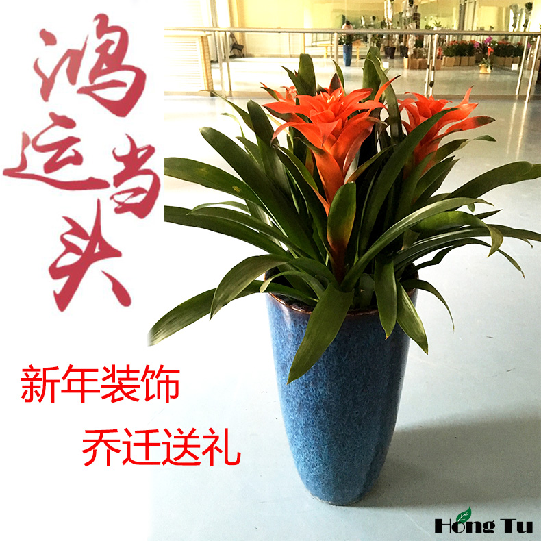 鸿运当头盆栽红星凤梨植物室内大型高档年宵花卉红色四季开花招财