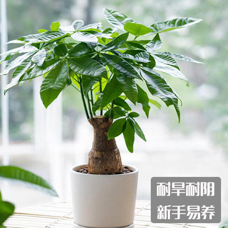 发财树水养土培办公室桌面小型绿植盆栽吸甲醛防辐射好养耐旱植物