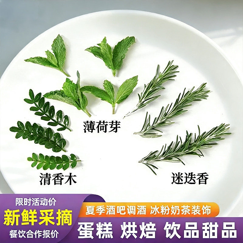 清香木叶新鲜薄荷叶薄荷芽薄荷尖留兰香烘焙摆盘调酒装饰可食用