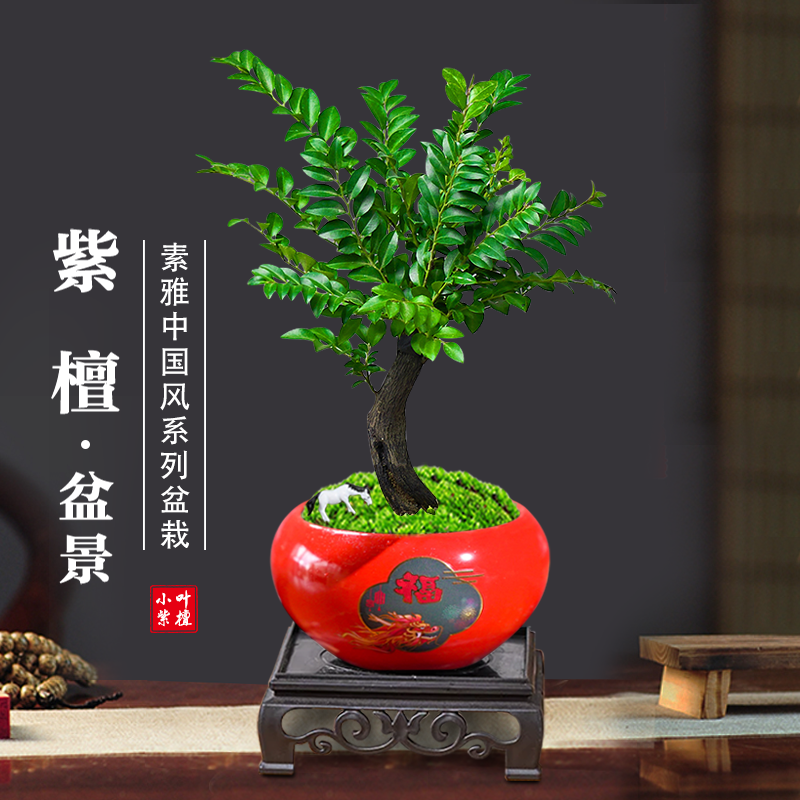 黑骨茶盆景办公室内客厅盆栽客厅大颗树苗开花卉老桩茶桌面绿植物