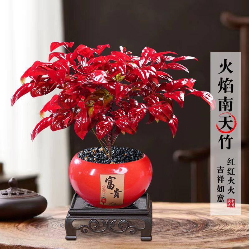 越冷越红火焰南天竹盆栽办公室客厅观叶茶桌面阳台耐寒好养绿植物,鲜花速递/花卉仿真/绿植园艺,绿植,淘宝优惠券,粉丝福利购,淘宝优惠卷