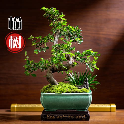 榆树盆景书房卧室客厅