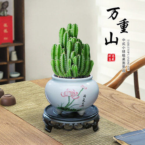 万重山多肉花卉植物桌面盆栽