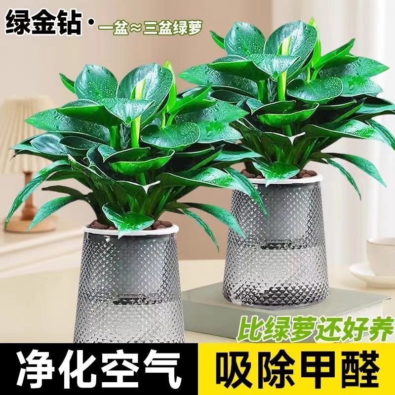 金钻绿公主盆景花卉绿植盆栽室内花办公室桌面好养季绿萝净化空气,鲜花速递/花卉仿真/绿植园艺,绿植,淘宝优惠券,粉丝福利购,淘宝优惠卷