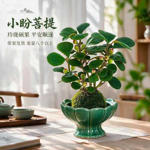 小盼菩提树盆栽带果盆景植物四季常青室内办公室桌面绿植禅意摆件