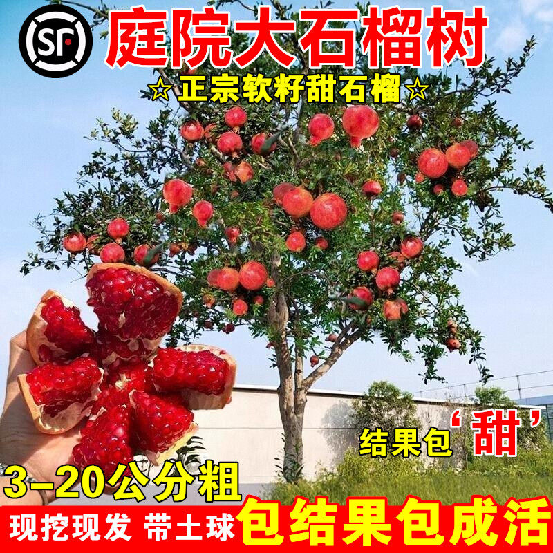 特大突尼斯软籽石榴树树苗庭院果树嫁接无籽南方大树北方耐寒盆栽