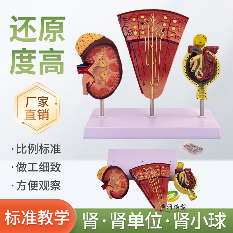黄和模型人体肾单位肾小球教学