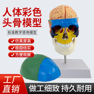 教学仿真1:1人体颅脑解剖模型附颈椎及脑动脉 彩色头骨色性分离