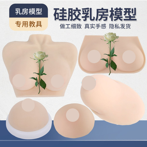 黄和模型硅胶示范乳房