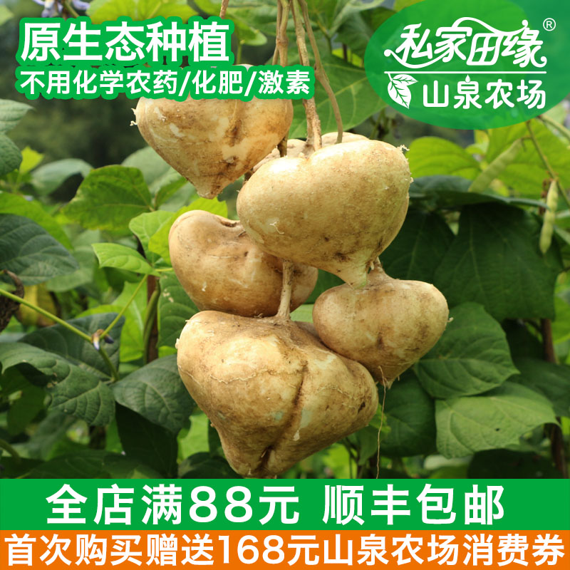 私家田缘 沙葛 凉薯 有机蔬菜新鲜 自有山泉农场 包邮 1000g