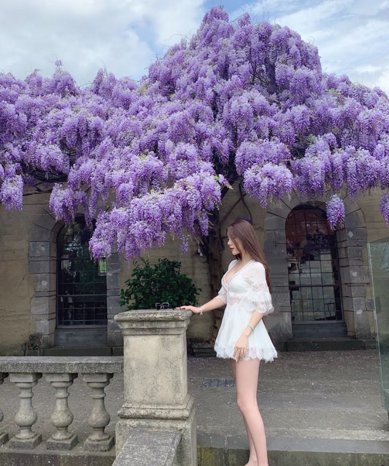 日本丰花紫藤树苗爬藤植物别墅庭院耐寒攀援花卉大颗稀有老桩耐寒