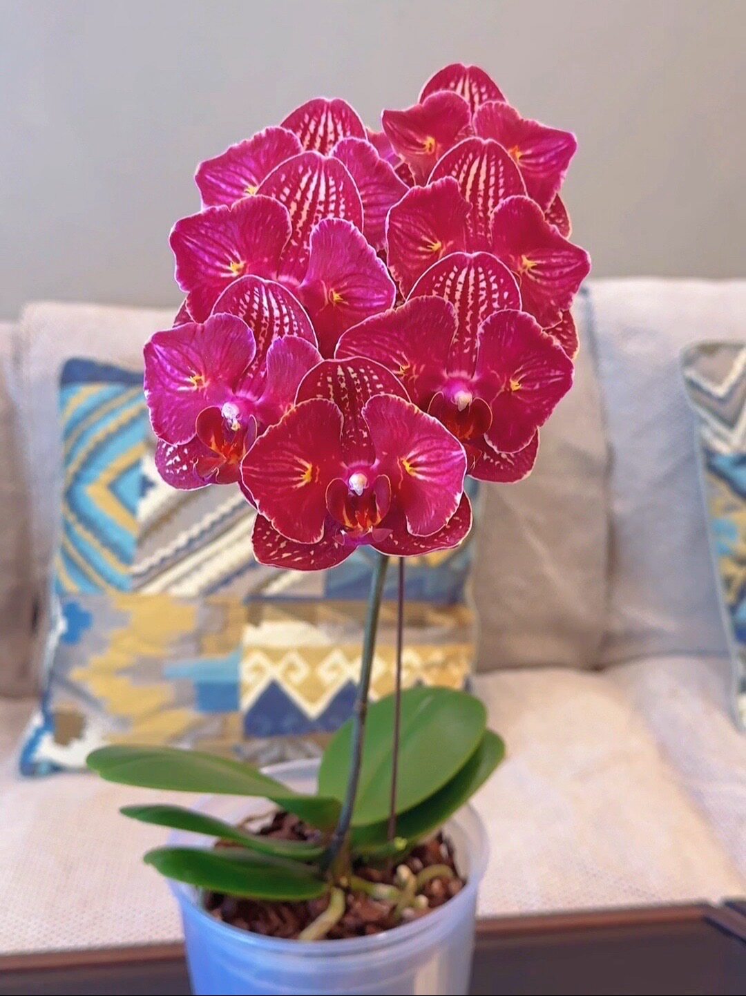 新品【樱桃炸弹】蝴蝶兰2.8大苗带花剑浓香型室内客厅绿植盆栽
