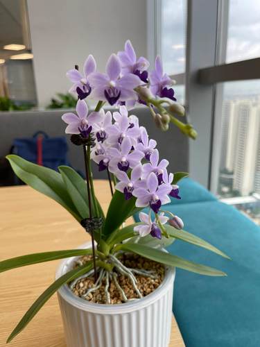 小茴紫蝴蝶带花剑花期长室内绿植盆栽客厅花卉浓香型好养年宵