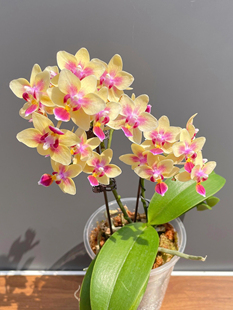 【串串金】蝴蝶兰2.8寸大苗室内绿植盆栽花卉浓香型好养年宵花