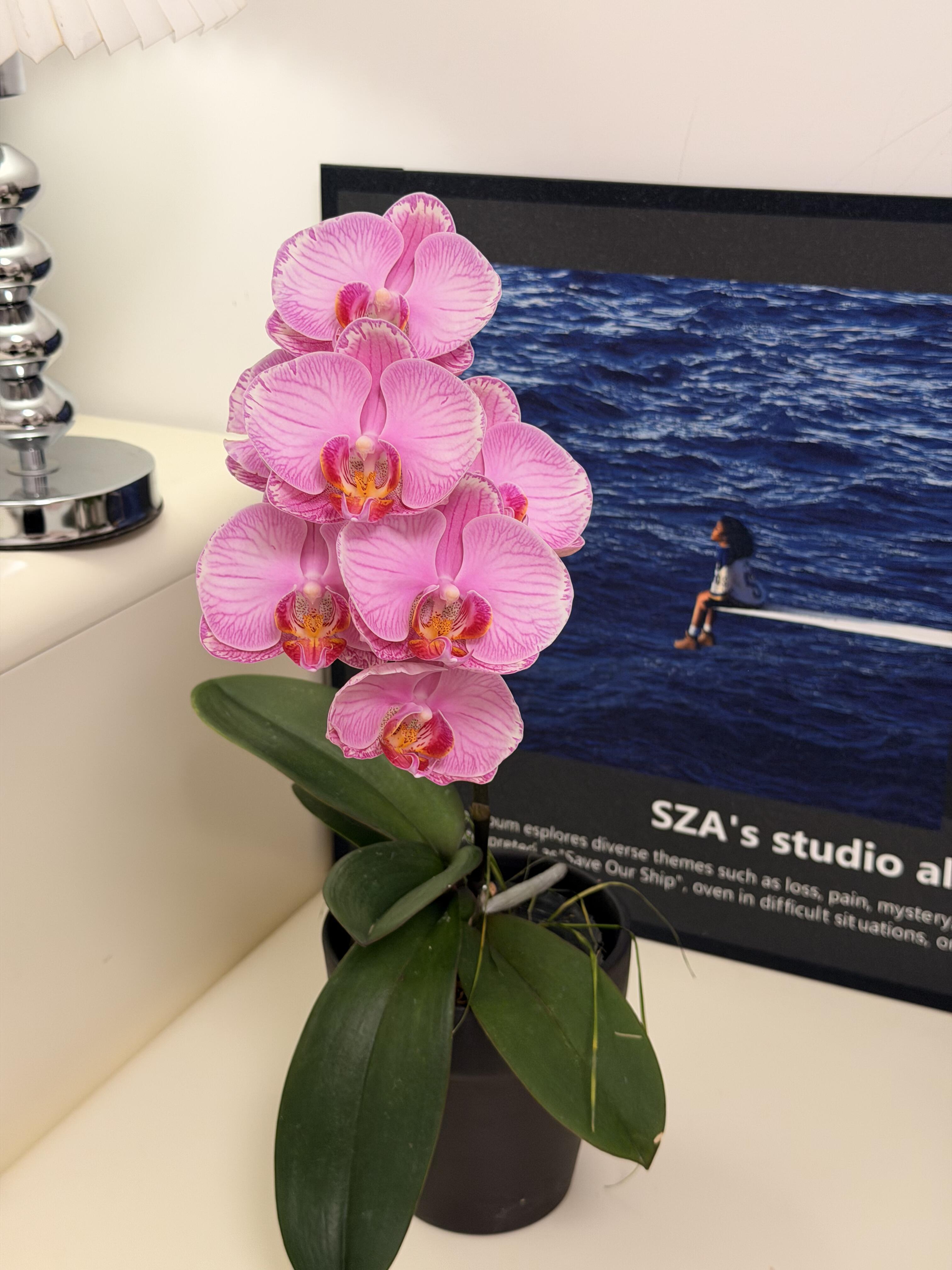 石榴水晶蝴蝶兰2.8寸带花剑室内绿植盆栽花卉浓香型好养年宵花