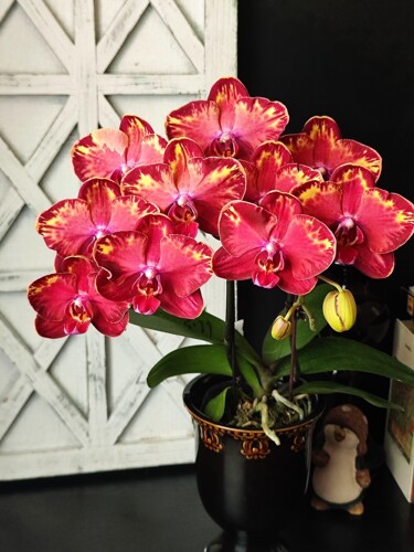 【龙来富】蝴蝶兰2.8寸带花剑浓香型室内绿植盆栽花卉好养好活