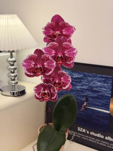 【喜之郎】蝴蝶兰带花剑2.8寸四季开浓香型室内客厅绿植花卉好养