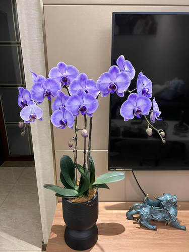 【蓝梦】蝴蝶兰2.8带花剑爆花型浓香室内绿植盆栽阳台花卉好养