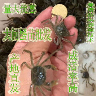 母本杂交淡水大闸蟹苗养殖大品种螃蟹苗蟹苗淡水蟹苗蟹苗幼苗