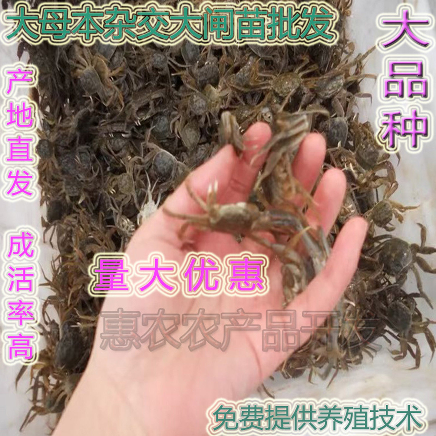 培育大品种淡水杂交大母本大闸蟹幼苗养殖苗批发螃蟹苗