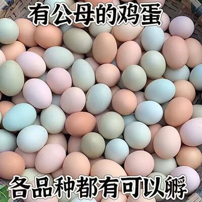 农村散养土鸡蛋三黄鸡鸡蛋、苏禽麻羽绿壳蛋、五黑鸡蛋品种鸡蛋