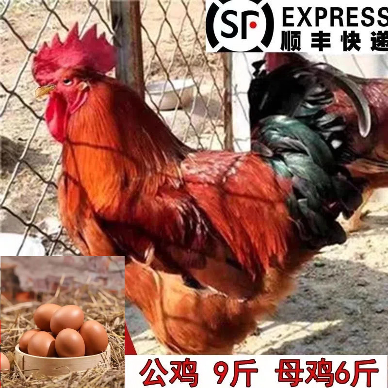 大红壳鸡蛋九斤红玉380鸡蛋公母混养洋鸡蛋大型鸡产的红皮鲜鸡蛋