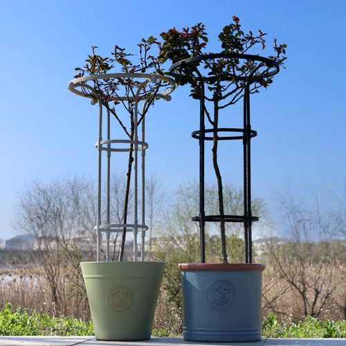 园艺单圈伞形绿植花架藤本月季
