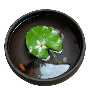 鱼缸观叶水培植物荷叶室外易活开花一叶莲带花苞碗浮莲花带盆水养