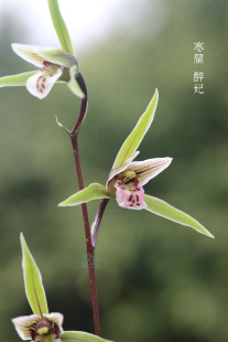 醉妃 寒兰 花期秋冬 精品兰草优选壮苗案头绿植茶空间茶室