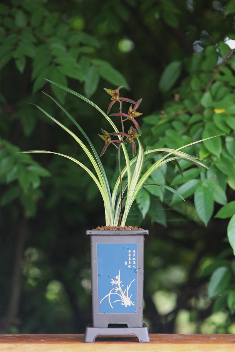 墨兰【兰阳之松】线艺兰浓香型精品兰花苗包正品绿植花卉盆栽好养