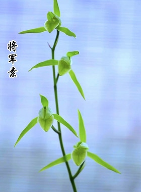 大叶寒兰｜将军素