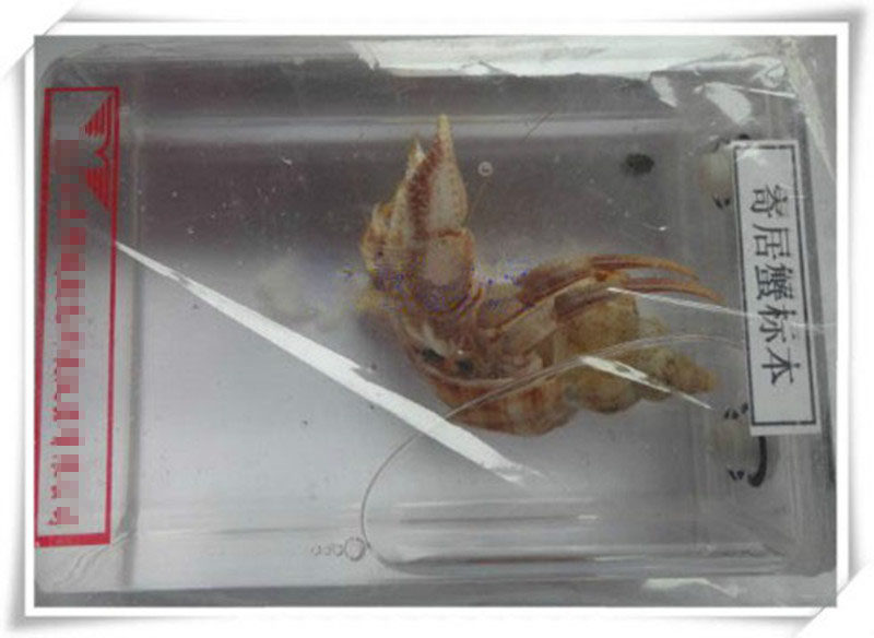 寄居蟹标本福尔马林药水浸制水晶盒包装生物教学仪器正品保证