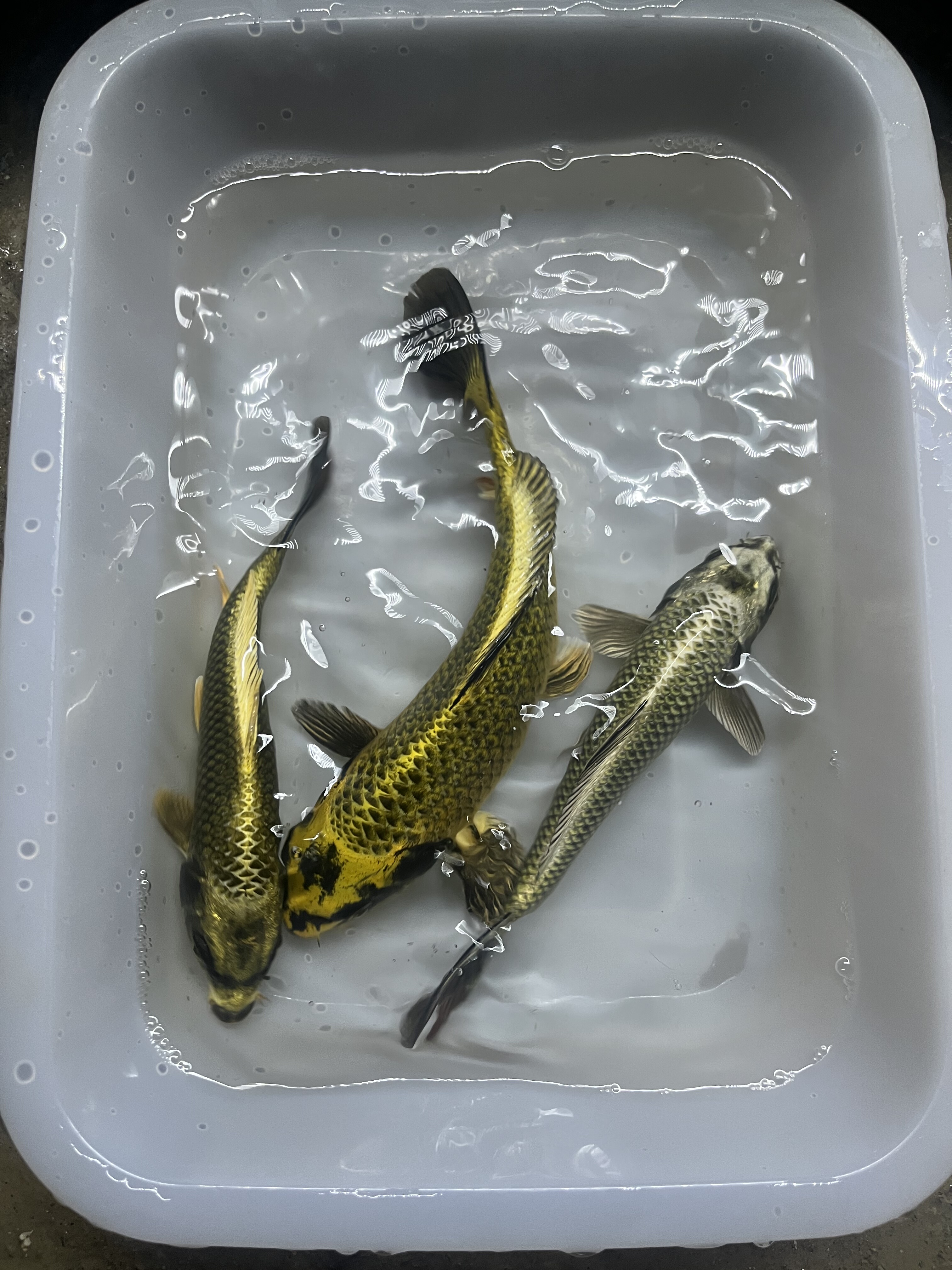 熊猫蝴蝶鲤金鱼新手入门好养的鱼精品蝴蝶鲤渔场发货