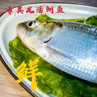章其龙精品新鲜鲥鱼鲜活淡水鱼非冷冻可酒店饭店婚宴商用
