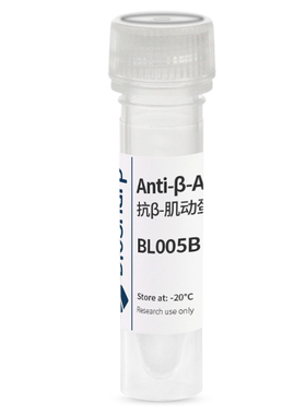 白鲨 Biosharp BL005B Anti-β-Actin Rabbit Polyclonal内参抗体