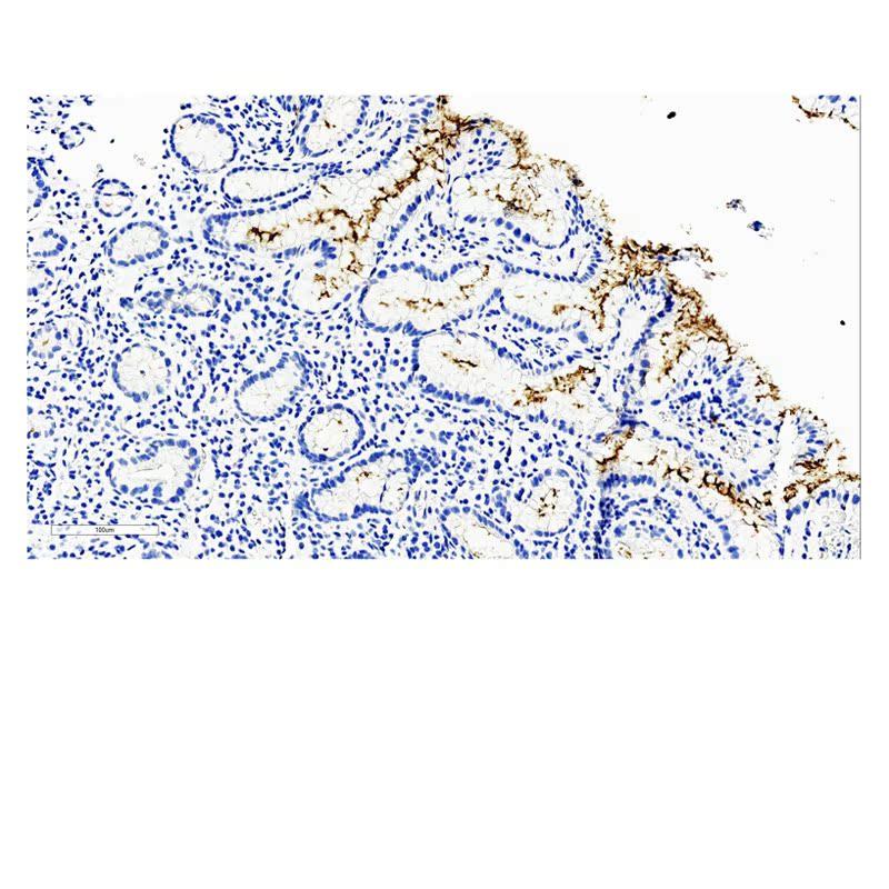 中杉金桥 ZA-0127 Helicobacter phlori抗体试剂（免疫组织化学）,工业油品/胶粘/化学/实验室用品,试剂,淘宝优惠券,粉丝福利购,淘宝优惠卷