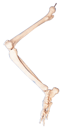 下肢骨模型gd/a11131