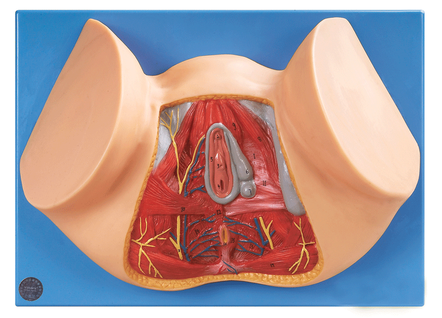 女性会阴模型/解剖模型A15113/女性阴道切开模型