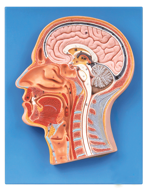 头部正中矢状切面模型gd/a18202