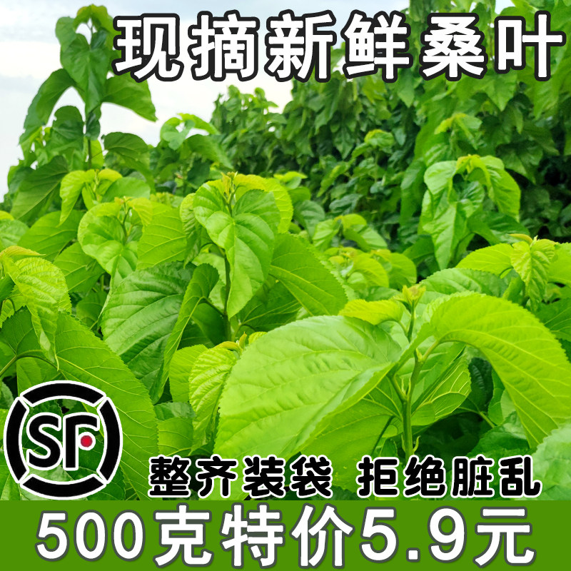 顺丰新鲜桑叶蚕宝宝饲料养蚕喂蚕现摘鲜嫩桑树叶蝉蚕叶小蚕食物