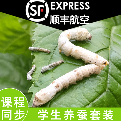 蚕宝宝学生养蚕套装活体蚕卵彩色
