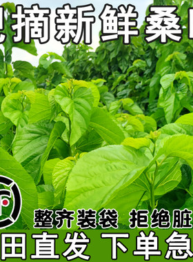 蚕宝宝桑叶新鲜现摘现发