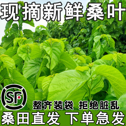 新鲜桑叶喂蚕现摘桑树叶蚕宝宝饲料学生养蚕桑叶食物大小蚕叶专用