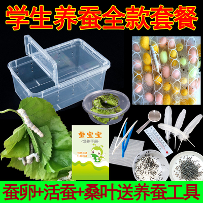 蚕宝宝活体卵学生养蚕套装1龄234