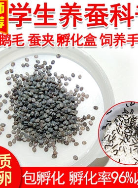 蚕宝宝蚕卵蚕种学生养蚕科普套装活物蝉金丝蚕春蚕新鲜嫩桑叶喂蚕