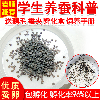 蚕宝宝活体彩色蚕卵学生养蚕套装