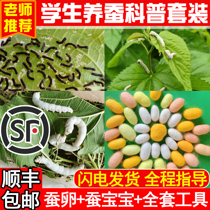 蚕宝宝学生养蚕套装活物春蚕卵幼虫金丝蚕种彩色12龄新鲜桑叶喂蝉 宠物/宠物食品及用品 蚕宝宝 原图主图