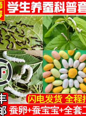 蚕宝宝学生养蚕套装活体春蚕卵幼虫金丝蚕种彩色12龄新鲜桑叶喂蝉