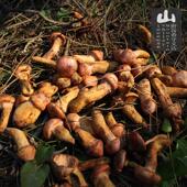 好货新货东北野生松树伞蘑菇 山珍特产血红铆钉菇红蘑肉蘑松