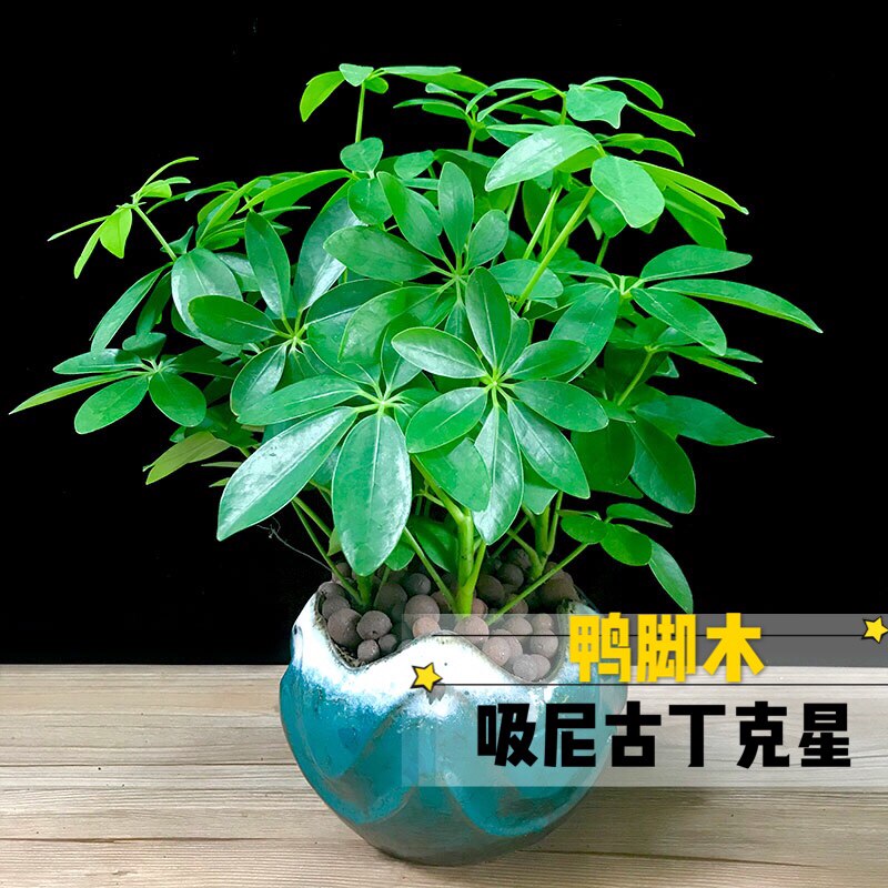鸭脚木盆栽七叶莲属虎幸运水培植物鸭掌木室内四季常青招财吸甲醛